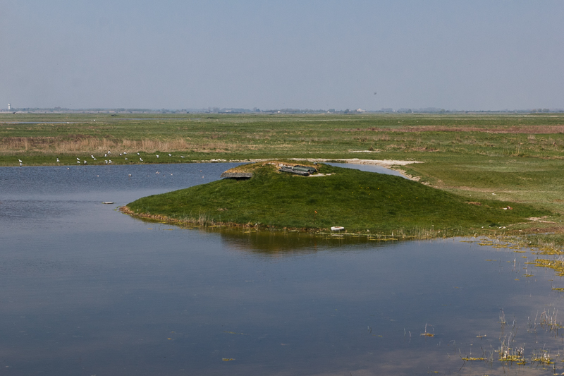 Oiseaux parc du Marquenterre