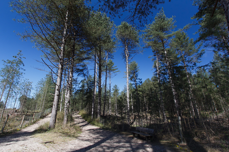 Forêt parc du Marquenterre