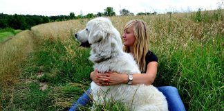 L'échange de garde d'animaux