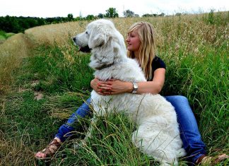 L'échange de garde d'animaux