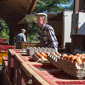 Achetez de saison et local