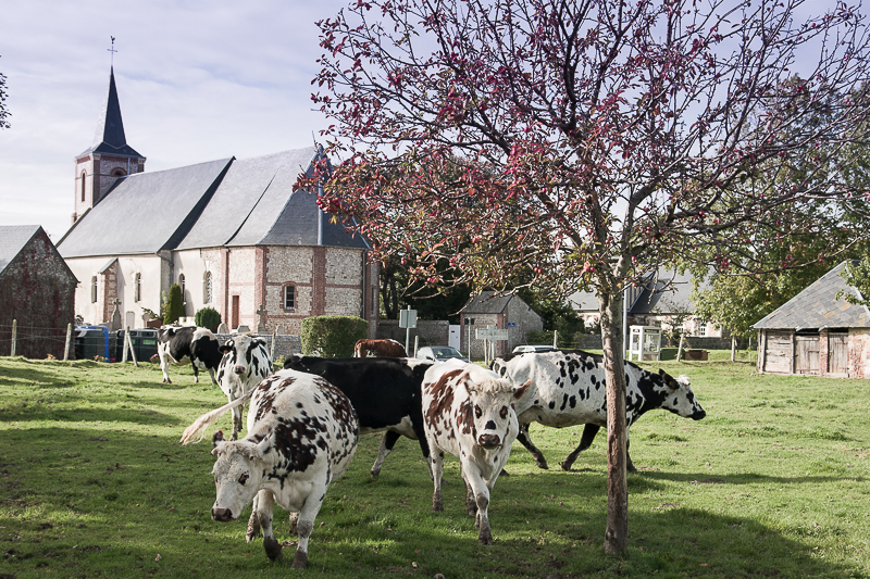 Le bocage normand et la Suisse normande