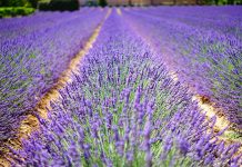 5 bonnes raisons de prendre sa retraite en Provence