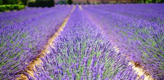 5 bonnes raisons de prendre sa retraite en Provence