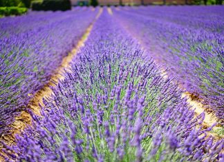 5 bonnes raisons de prendre sa retraite en Provence