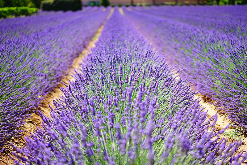 5 bonnes raisons de prendre sa retraite en Provence