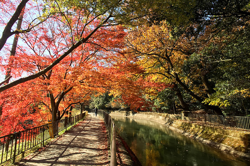 Erables d’automne au Japon - crédits : Shigeyama