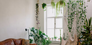 Les bienfaits des plantes sur la qualité de vie